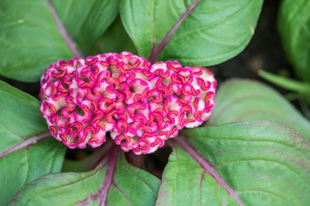 Cockscomb flowers are also known as Wool Flowers or Brain Celosia, suggestive of a highly colored...