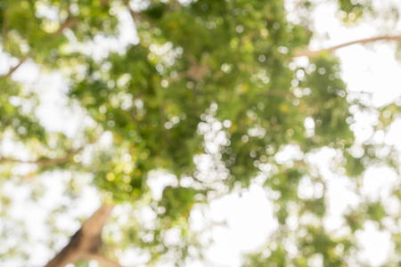 bokeh of sunny abstract green nature backgroundの写真素材