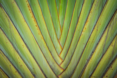 Banana stem and progression of colorsの写真素材