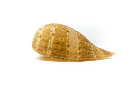 sea shell isolated on white background