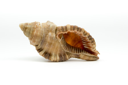sea shell isolated on white background