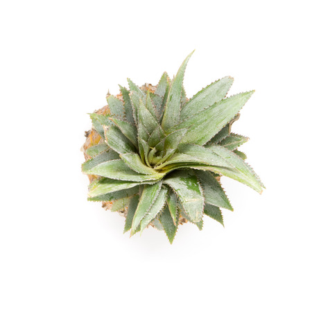 Pineapple is isolated on white background