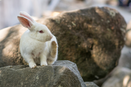 a rabbit on the rockの写真素材