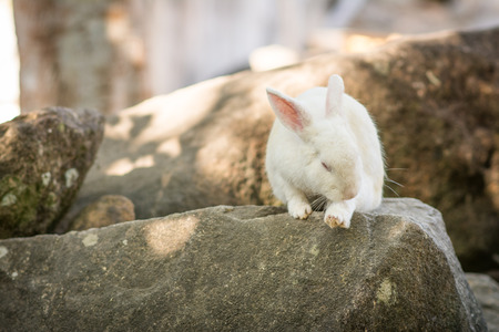 a rabbit on the rockの写真素材
