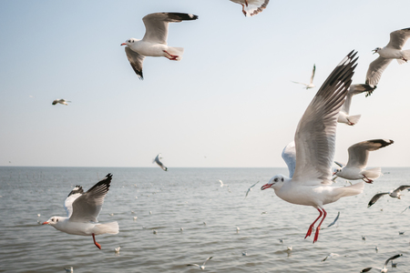 Seagulls in the evening skyの写真素材