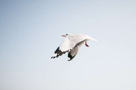A seagull in the evening skyの写真素材