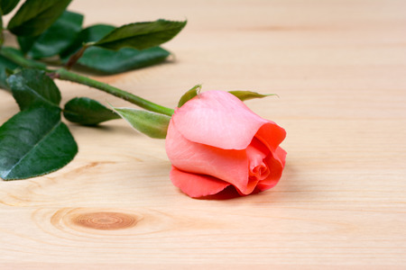 pink rose flower on wooden backgroundの写真素材