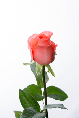 pink rose flower on white backgroundの写真素材