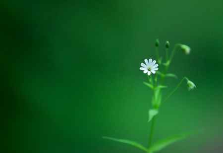 wood flower on a soft background, you can use as wallpaperの写真素材