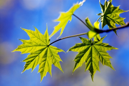 maple leavesの写真素材