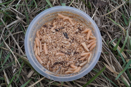 White grubs - bait for fishの写真素材