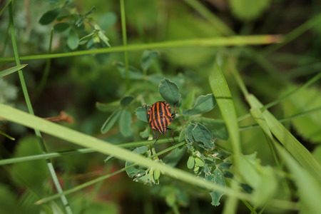 bug red stripe on a green leafの写真素材