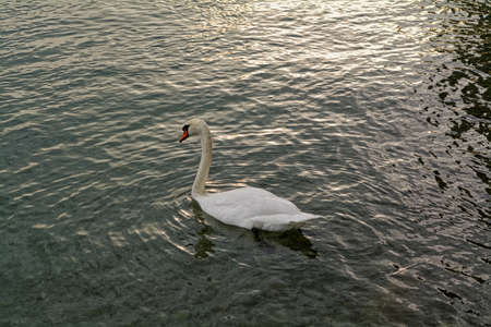 White swan is swimming on the lake in the late sunny afternoon Sun reflections on water.