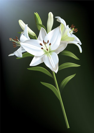 Three beautiful white lilies isolated on a dark backgroundのイラスト素材