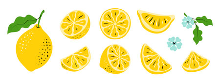 Lemon Vector Set. Hand-Drawn Citrus Slices and Leaves. Colorful sketch illustration of fruitsのイラスト素材