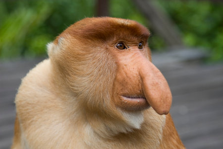 A male proboscis monkey.
