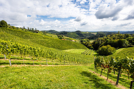 Landscape of vineyards in Steirmark, Austriaの写真素材