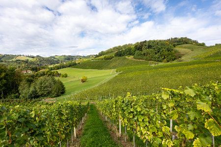 Landscape of vineyards in Steiermark region, Austriaの写真素材