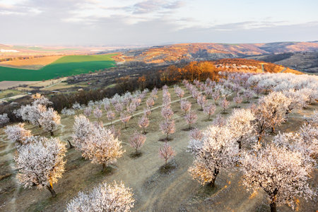 Beautiful almond trees in early spring, Czech Republic, Europeの写真素材