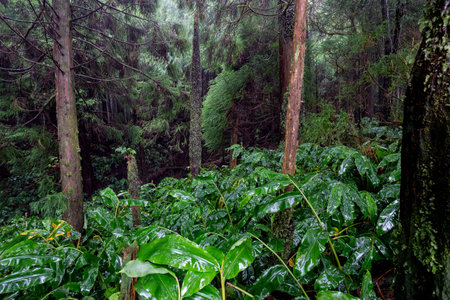 Green forest in the rainforest on the island of Azores, Portugalの写真素材