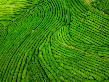 Tea Plantation in the Cameron Highlands, Malaysia. Aerial view.の写真素材
