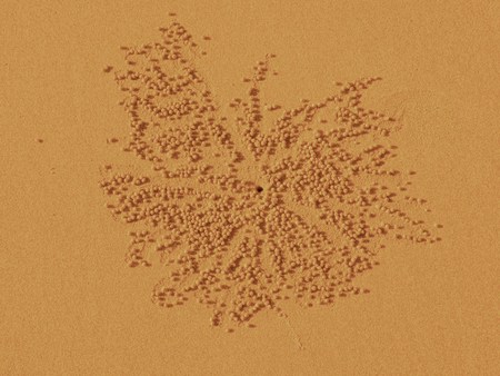 crab patternの写真素材