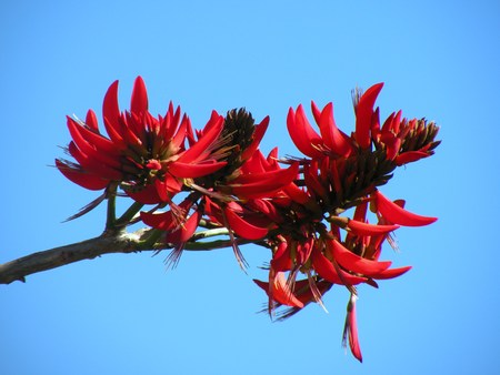 red flower in bloom