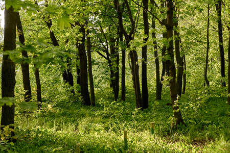 paths in the forest