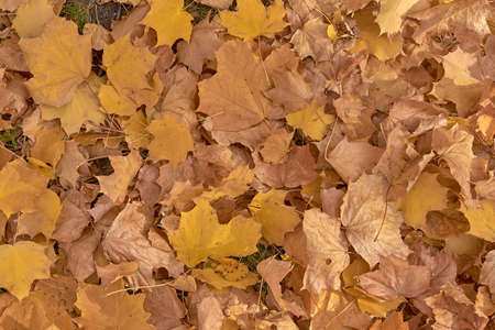 Autumn leaves yellow fallen axle park