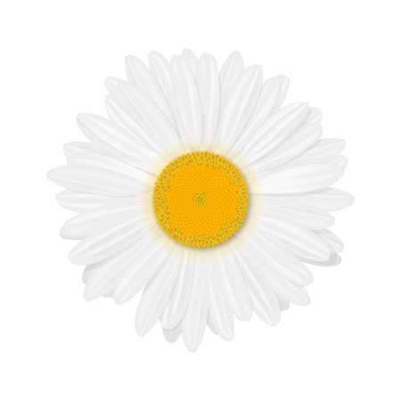 Isolated realistic daisy  chamomile  flower のイラスト素材