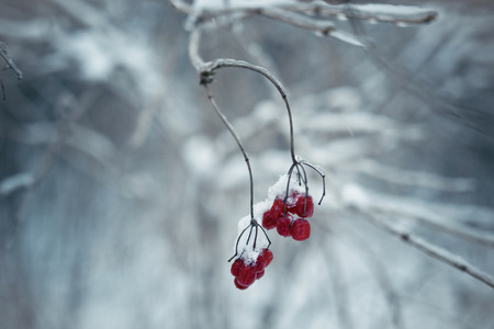 viburnum winterの写真素材