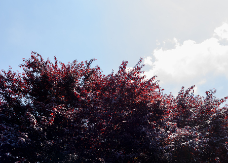 Spring blossom background. Beautiful nature scene with blooming tree and sun flare. Sunny day. Beautiful Orchard. Abstract blurred background. Springtimeの写真素材