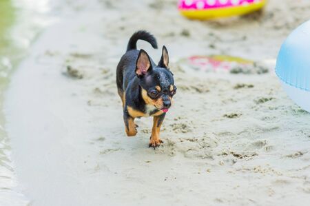 funny chihuahua dog posing on a beach in sunglassesの写真素材