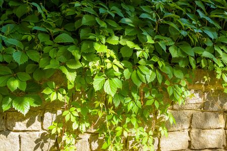 Closeup nature view of green leaf on blurred greenery background in garden with copy space using as...