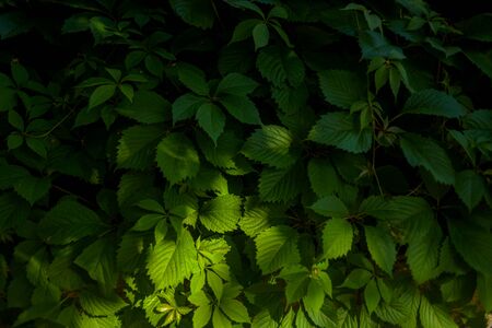 Closeup nature view of green leaf on blurred greenery background in garden with copy space using as background natural green plants landscape, ecology, fresh wallpaper concept.の写真素材