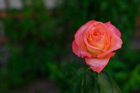 Macro photo nature plant flower rose. Background texture blooming flower pink coral rose. An image of a rose bud with pink petalsの写真素材