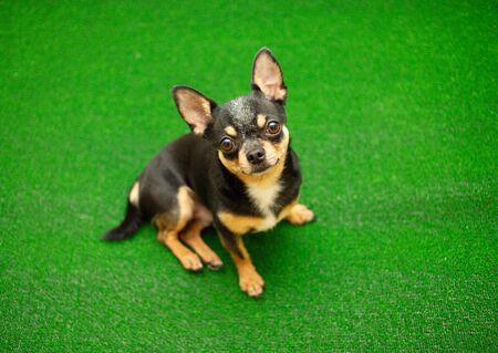 Chihuahua dog on the green grass in Park. Dog on artificial green grass. Chihufhua black and brown and white.の写真素材