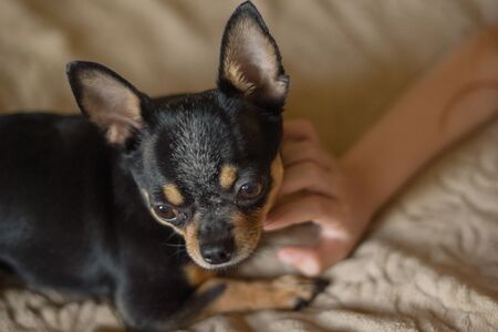 Very beautiful long-haired little girl with a dog Chihuahua.の写真素材