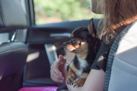 companion dog sitting in the car. Chihuahua dog in the car in the hands of a little girl. Chihuahua dog black and brown and white. The girl in the car seat holding a chihuahua. Dog man friendの写真素材