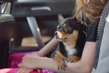 companion dog sitting in the car. Chihuahua dog in the car in the hands of a little girl. Chihuahua dog black and brown and white. The girl in the car seat holding a chihuahua. Dog man friendの写真素材