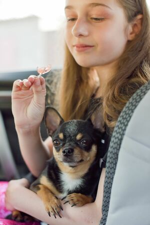 companion dog sitting in the car. Chihuahua dog in the car in the hands of a little girl. Chihuahua dog black and brown and white. The girl in the car seat holding a chihuahua. Dog man friendの写真素材