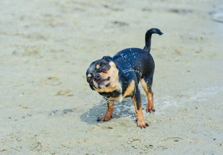 Chihuahua dog breed. portrait of a cute purebred puppy chihuahua in the river. Brutal dog black and brown and white swims, and then comes out from the river on the sand. Dog during water treatments.の写真素材