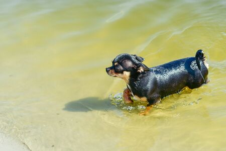 Chihuahua dog breed. portrait of a cute purebred puppy chihuahua in the river. Brutal dog black and brown and white swims, and then comes out from the river on the sand. Dog during water treatments.の写真素材