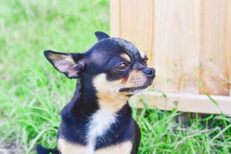 Chihuahua dog on the background of greenery and wood. portrait of a Chihuahua on the background of summer greenery. Small breed of dog of black and koroichnevovo-white color. Cheeky and brutal dog.の写真素材