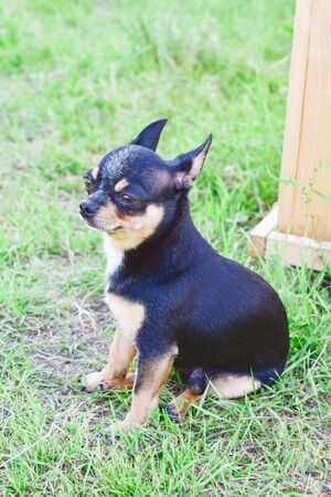 Chihuahua dog on the background of greenery and wood. portrait of a Chihuahua on the background of summer greenery. Small breed of dog of black and koroichnevovo-white color. Cheeky and brutal dog.の写真素材