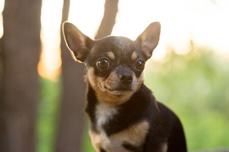 Chihuahua is sitting on the bench. Pretty brown chihuahua dog standing and facing the camera. chihuahua has a cheeky look. The dog walks in the park. Black-brown-white color of chihuahua.Chihuahua dogの写真素材
