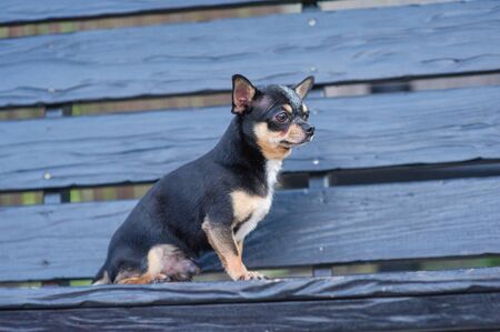 Chihuahua is sitting on the bench. Pretty brown chihuahua dog standing and facing the camera. chihuahua has a cheeky look. The dog walks in the park. Black-brown-white color of chihuahua.Chihuahua dogの写真素材