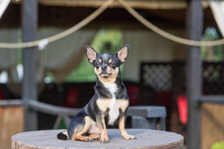 Chihuahua is sitting on the bench. Pretty brown chihuahua dog standing and facing the camera. chihuahua has a cheeky look. The dog walks in the park. Black-brown-white color of chihuahua.Chihuahua dogの写真素材