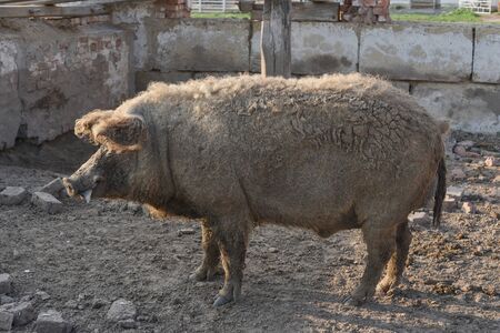 Happy pig rolling in mud.Mangalitsa The Woolly Sheep-Pig, healthy environment and organic food production.Domestic pigs feeding in mud.Mangalitsa in sand.Free-range, outdoors, they have a decent lifeの写真素材