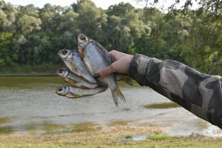 Dried salted fish in the hands of a woman. Dried, dried fish, taranka or roach. Girl holds fish in a...